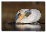 Knobbelzwaan - Mute Swan