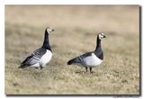 Brandgans - Barnacle Goose
