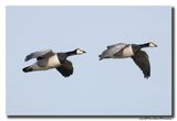 Brandgans - Barnacle Goose