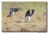 Brandgans - Barnacle Goose