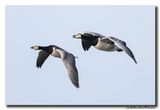 Brandgans - Barnacle Goose