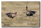 Kolgans - White-fronted Goose