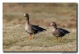 Kolgans - White-fronted Goose