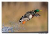 Wilde Eend - Mallard