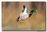 Wilde Eend - Mallard