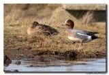 Smient - Wigeon