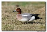 Smient - Wigeon