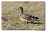 Smient - Wigeon