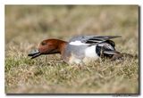 Smient - Wigeon
