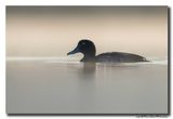 Tafeleend - Pochard