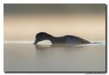 Tafeleend - Pochard