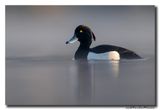 Kuifeend - Tufted Duck