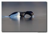 Kuifeend - Tufted Duck