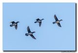 Mandarijneend - Mandarin Duck
