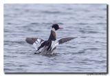 Middelste Zaagbek - Red-breasted Merganser