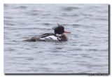 Middelste Zaagbek - Red-breasted Merganser