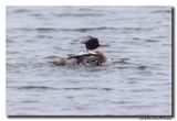 Middelste Zaagbek - Red-breasted Merganser