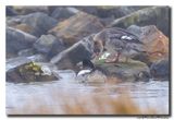 Middelste Zaagbek - Red-breasted Merganser