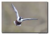Slobeend - Northern Shoveler