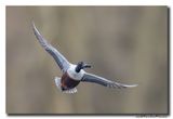 Slobeend - Northern Shoveler