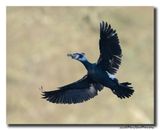 Aalscholver - Great Cormorant