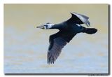 Aalscholver - Great Cormorant