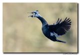 Aalscholver - Great Cormorant