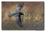 Aalscholver - Great Cormorant