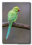 Halsbandparkiet - Rose-ringed Parakeet