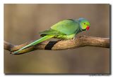 Halsbandparkiet - Rose-ringed Parakeet