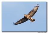 Buizerd - Buzzard
