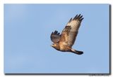 Buizerd - Buzzard