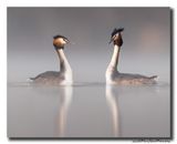Fuut - Great Crested Grebe