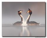 Fuut - Great Crested Grebe