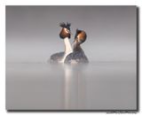 Fuut - Great Crested Grebe