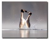 Fuut - Great Crested Grebe