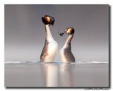 Fuut - Great Crested Grebe