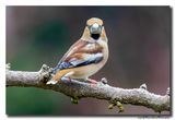 Appelvink - Hawfinch