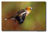 Appelvink - Hawfinch
