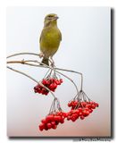 Groenling - Greenfinch