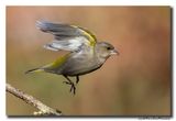 Groenling - Greenfinch
