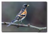Keep - Brambling