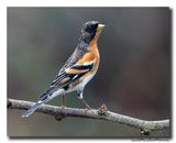Keep - Brambling