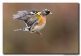 Keep - Brambling