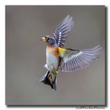 Keep - Brambling
