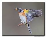 Keep - Brambling