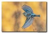 Keep - Brambling
