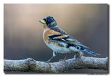 Keep - Brambling