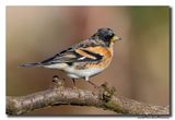 Keep - Brambling