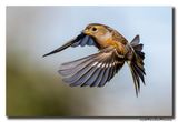 Keep - Brambling